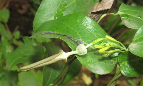 aristolochia indica eshwaramulla garudakodi iswaramooli kadalivegam