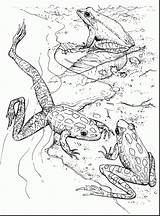 Frog Coloring Tree Pages Frogs Magnificent Animals 38kb 2101 sketch template