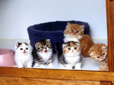 gatitos gatos tiernos mascotas wallpapers fondos de pantalla hd