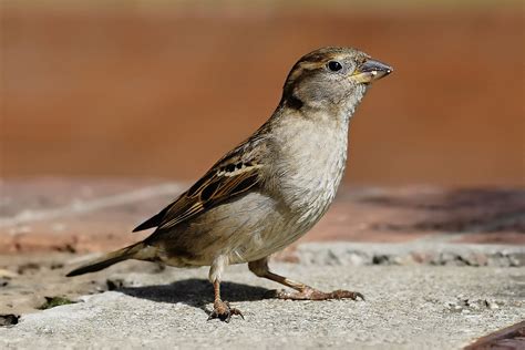 Sparrow In A Lead Mine—birds Adapt To Life In Contaminated Areas