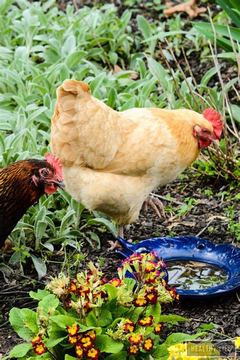 fun facts about keeping chickens a healthy life for me