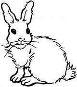 Rabbit Coloring Bunny Pages Printable Print Colouring Kids Farm Animal Stencil Choose Board Adults sketch template