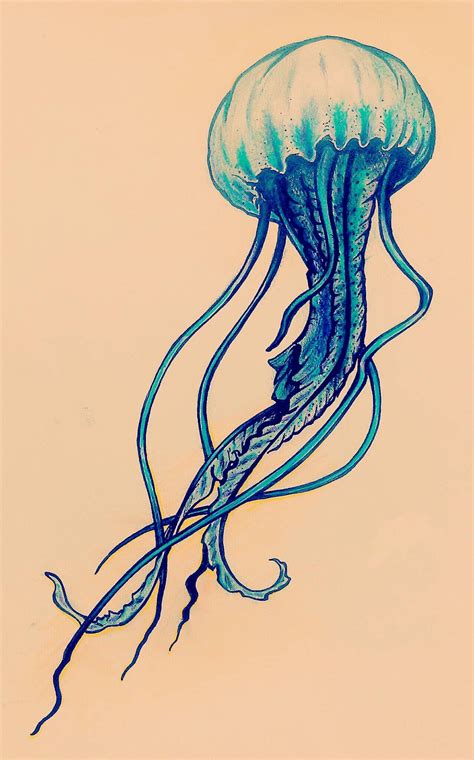 simple jellyfish ink  watercolor pencil jellyfish drawing