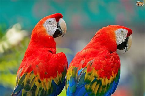 scarlet macaw petshomes