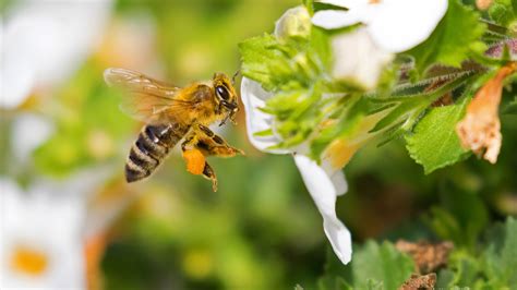 honey bees create a natural glue from spit and flower oil to help them