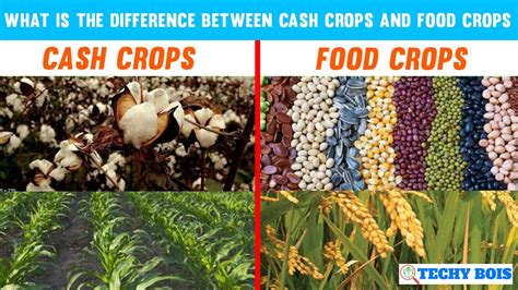 difference  cash crops  food crops techy bois