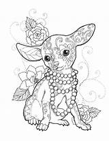 Chihuahua Chihuahuas Elsharouni Packaged Professionally Petsza sketch template