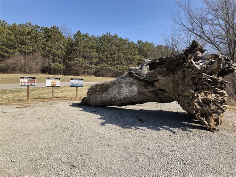 The Peace Tree Red Rock Lake Association