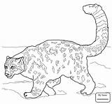 Snow Coloring Leopard Pages Leopards Color Crouching Drawing Baby Printable Animal Print Clipart Kids Jam Advice Supercoloring Getdrawings Drawings Getcolorings sketch template
