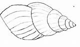 Shell Coloring Pages Printable Nature Kb sketch template