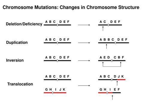 ppt types of chromosome mutations powerpoint presentation free