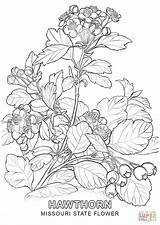 Flower Missouri State Coloring Pages Hawthorn Tree Printable Symbols Drawing Getcolorings Print Colorings Line Color Getdrawings Visit Supercoloring Categories sketch template