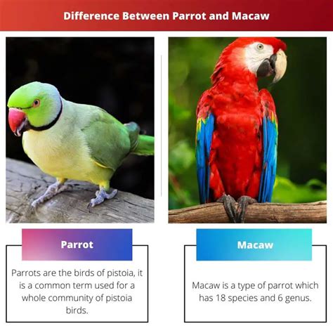 parrot  macaw difference  comparison