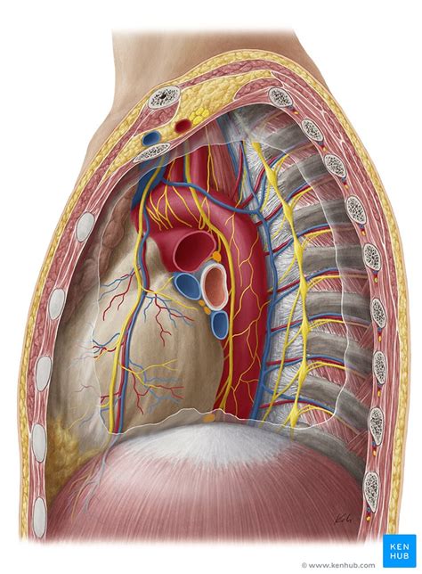 organs   body     knew   heart trainer