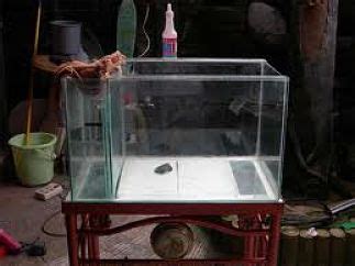 tips  membersihkan kerak  kaca aquarium dunia akuarium