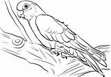 Coloring Galah Cockatoo Pages Printable Categories sketch template