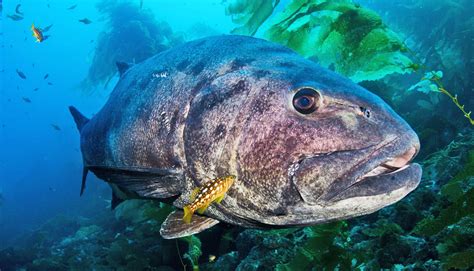 giant sea bass catalina island marine institute