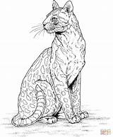 Coloring Cheetah Pages Leopard Drawing Printable Sitting Color Colouring Supercoloring Sheets Animal Adult Head Cat Baby Print Animals Getdrawings Choose sketch template