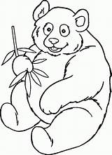 Bear Panda Coloring Template Printable Pages Popular sketch template