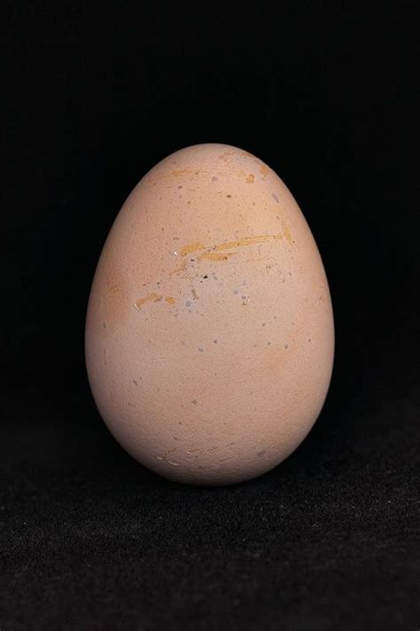 Egg Color Chart Find Out What Egg Color Your Breed Lays