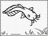 Ikan Lele Mewarnai Catfish Sketsa Bandeng Kolase Kunjungi Disimpan Gambarmewarnai Dari sketch template