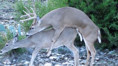 8 point deer mating in texas youtube