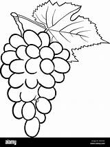 Uva Grappolo Grapes Frutta Grapevine Bunch Oggetto Alimentare Alamy Voorbeeld Zorg Implementatieplan sketch template