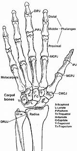 Anatomy Bones Hand Human Drawing Wrist Bone Skull Physiology Skeleton Body Forearm Anatomia System Leg Skeletal Anatomie Humana Hands Diagram sketch template