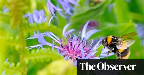 Get A Buzz Out Of Helping Bees All You Need Are Some Broad Beans