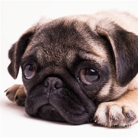 sad sack pug puppy photograph  edward fielding