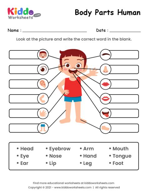 printable body parts  human worksheet kiddoworksheets body