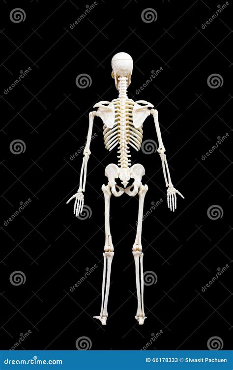 menselijk skelet stock afbeelding image  medisch status