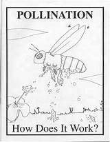 Pollination Coloring Pages Bee Colouring Designlooter 61kb 795px sketch template