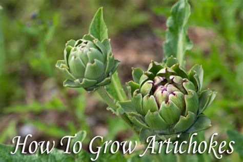 grow artichokes green thumb nursery