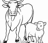 Cow Coloring Pages Adults Printable Getcolorings Print Color Cattle sketch template