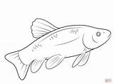 Trout Coloring Rainbow Pages Fish Barracuda Tarpon Printable Drawing Color Fresh Getcolorings Getdrawings Animal Template sketch template