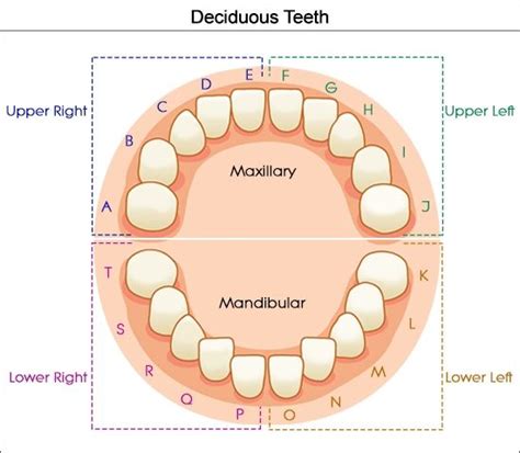 dental charts    understand  tooth numbering system