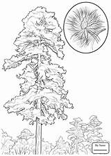 Pine Longleaf Drawing Getdrawings sketch template