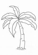 Palm Tree Coloring Template Leaf Pages Leaves Tropical Drawing Printable Color Elm Getcolorings Getdrawings Sabal Coloringpage Print Iris Origami Fold sketch template
