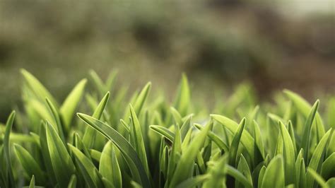 wallpaper green grass   wallpaper macro nature