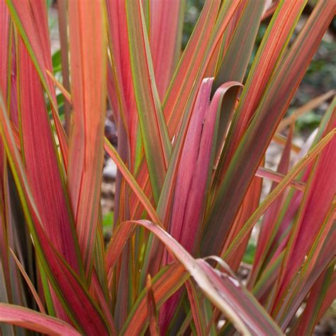 phormium tenax platts black new zealand flax platts