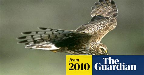 hen harrier faces extinction in england birds the guardian