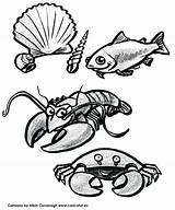 Fish Lobster Scallop Crab Caricatures sketch template