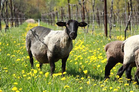 combine sheep farming  winemaking   vermont friends    find