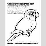 Coloring Green Conure Parakeet Cheeked Pages Birdorable Downloads 400px 48kb Birds sketch template