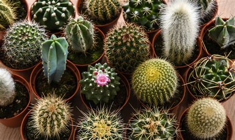 set   ou  mini cactus groupon