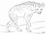 Hyena Hiena Moteada Hienas Kolorowanka Hyenas Mewarnai Savana Iena Dasar Ridens sketch template