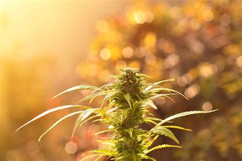 grow autoflowering cannabis outdoors auto seeds