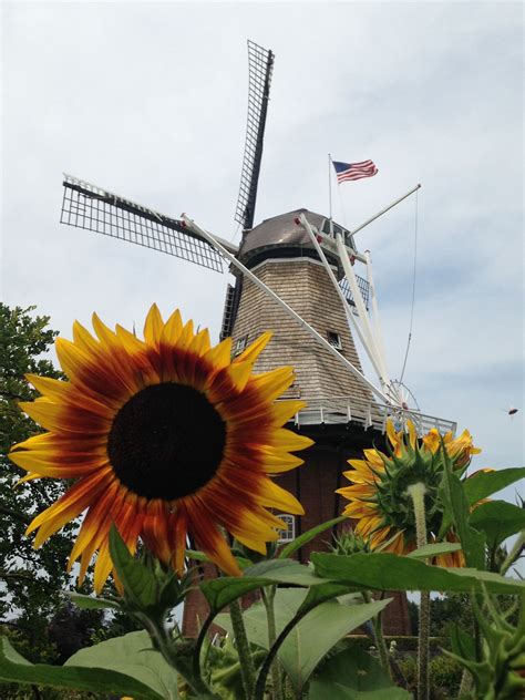 sunflower  front   windmill   cloudy day