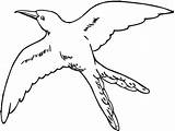 Hummingbird Swallow sketch template